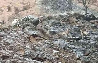 Yaban keçileri sokak köpeklerinin hedefi oldu