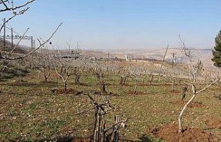 Yağışlar çiftçinin yüzünü güldürdü, rekoltede...