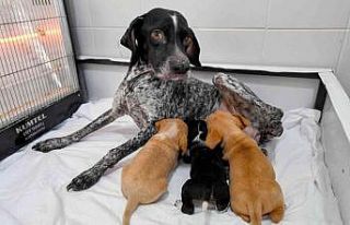 Yağmur altında kalan anne köpek ve yavruları koruma...
