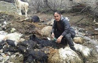 Yaklaşık 40 hayvanı telef olan besici yardım istedi