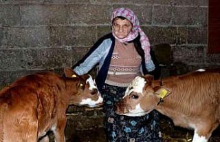 Yalova’da Suni Tohumlama Projesi meyvelerini vermeye...