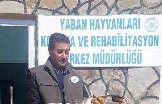 Yaralı bahri kuşu tedavi altına alındı