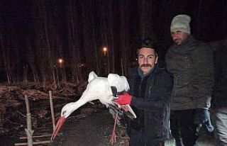 Yaralı olarak bulunan leylek tedavi altına alındı