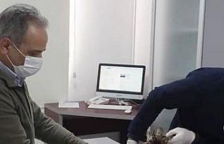 Yaralı şahin tedavi altına alındı