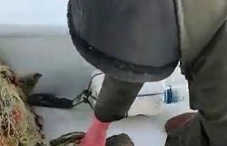 Yavru kaplumbağa ağa takıldı