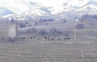 Yem bulmakta zorlanan yılkı atları ovaya indi