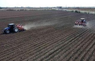 Yerli mısır Çukurova’da yeniden toprakla buluştu