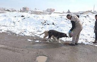 Yeşilyurt’ta karda sokak hayvanları unutulmadı