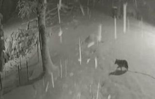 Yiyecek bulamayan kurtlar kent merkezine indi