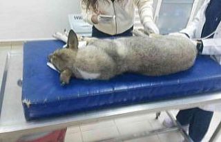 Yok böyle vicdansızlık...30 köpeği zehirleyip...