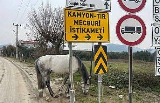 Yol ortasında ağaca bağlı atı görenler şoke...