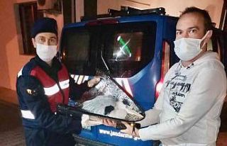 Yorgun düşen pelikanı Jandarma kurtardı