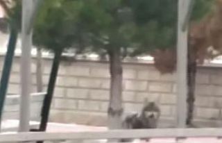 Yozgat’ta kurt oyun parkına indi