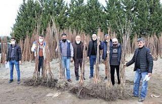 Yüzde 50 hibeli fidan dağıtımı cuma günü sona...
