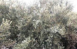 Zeytin bahçesine kimyasal atık atarken yakalandılar