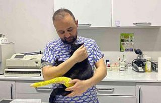 1,5 yaşındaki kedi 8.kattan düştü, ölümden...