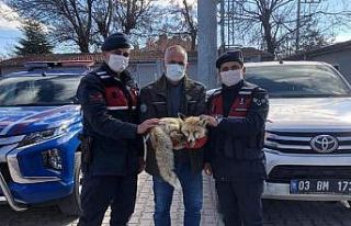 2021 yılının ilk 4 ayında 527 yaban hayvanı iyileştirildi