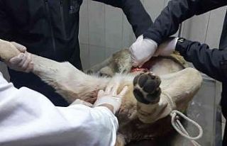 3 haftadır yaralı gezen köpek ameliyatla kurtuldu