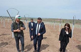 4 bin üzüm fidanı toprakla buluşturuldu