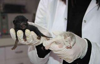 4 kedi birbirine kordon bağıyla yapışık doğdu