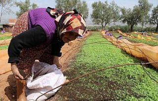 80 yaşındaki Raziye Nine gençlere taş çıkarıyor