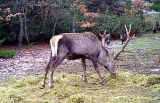 Aç kalan domuzlar, kızıl geyiğin yemek keyfini...