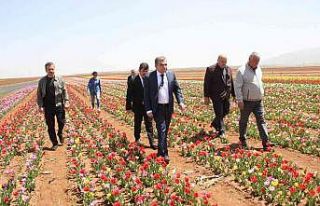 Açan laleler tarlayı renk cümbüşüne çevirdi