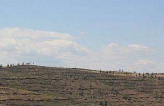 Adana’da yanan alanlar yeniden yeşeriyor