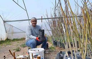Adilcevaz cevizinde aşı dönemi başladı