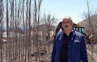 Adilcevaz ekonomisine ceviz fidanı katkısı
