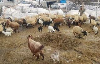 Adilcevaz’da bir yanda kış bir yanda bahar