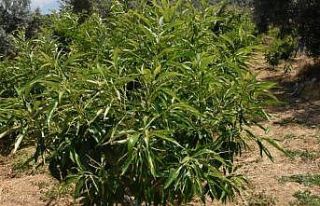 ADÜ Ziraat Fakültesi’nin 3 kestane çeşidi tescillendi