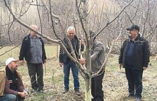 Ağaçları kemiren tavşanlar şikâyet konusu oldu