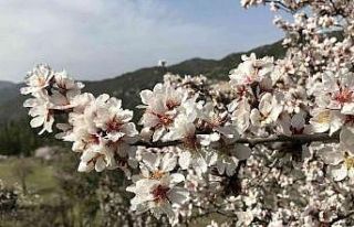 Akseki’de badem ağaçları çiçek açtı