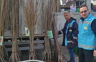 Altıntaş’ta fidan satışı kontrol ve denetimleri