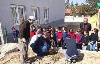 Altıntaş’ta öğrencilere ağaç budama eğitimi