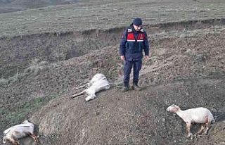 Ankara’da 58 küçükbaş hayvan fırtına ve dolu...