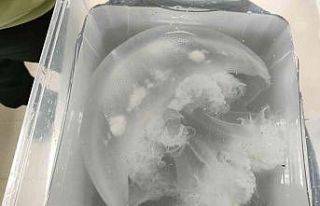 Antalya kıyılarındaki göçmen denizanaları sualtında...