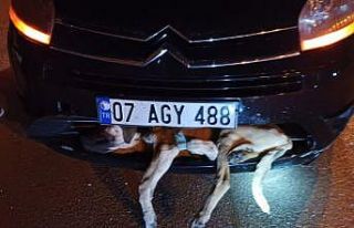 Aracın çarptığı köpek tampona sıkıştı