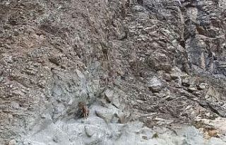 Artvin’de baraj ve yol şantiyeleri yaban keçilerinin...