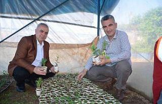 Atık karton bardaklarda çiçek üretiliyor