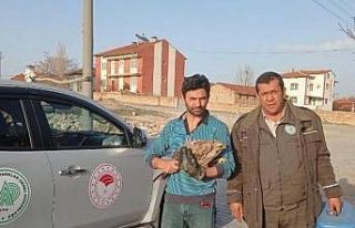 Atla gezen imam tarafından bulunan yaralı şahin...