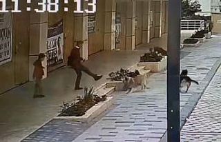 Avcılar’da köpek saldırısını yaşayan çocuk...