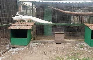 Aydın’da av ve yaban hayvanı özel üretim tesisi...