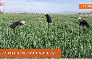 Aydın’da süne mücadelesi devam ediyor