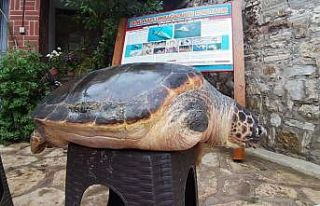 Aydın’da yavru sansar yaşama tutundu