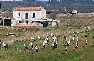 Ayvalık’ı leylekler bastı