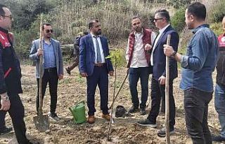 Ayvalık’ta incir demonstrasyon bahçesi