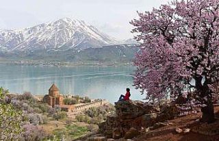 Badem çiçekleriyle renklenen Akdamar Adası’nda...