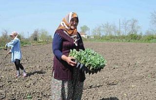 Bafra Ovası’nda karpuz fideleri toprakla buluştu
